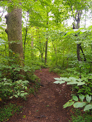 trail in woods